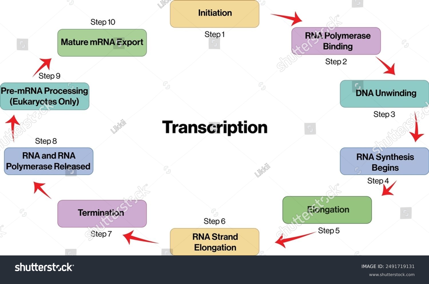 Dna Transcription And Translation Flowchart