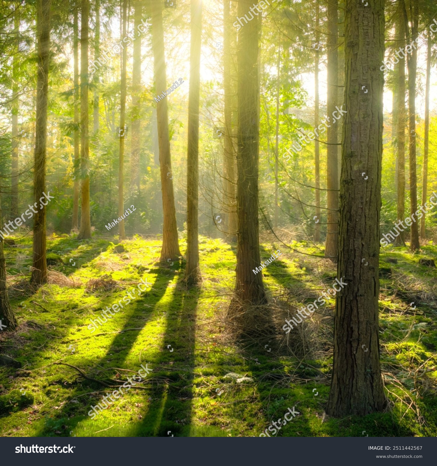 Serene Forest Scene Sunlight Streaming Through Stock Photo 2511442567