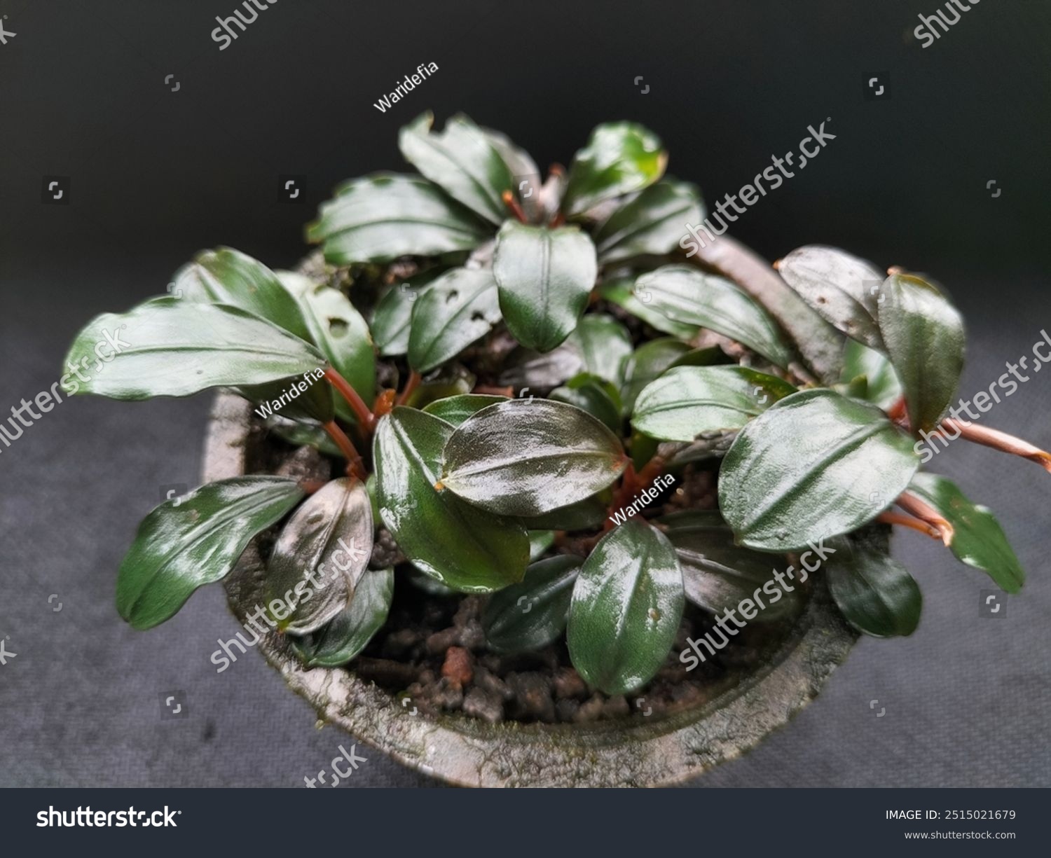 Bucephalandra sp. Red Diamond 2株 Bucephalandra sp.Red Diamond - メルカリ