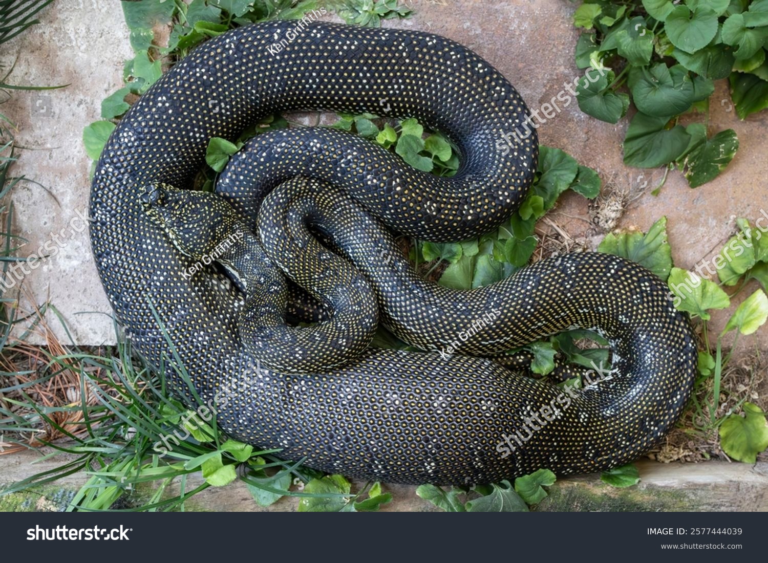 Australian Diamond Python Digesting Large Feed Stock Photo 2577444039 ...