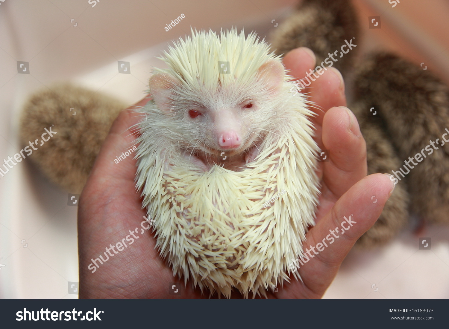 772 Albino Hedgehog Images, Stock Photos, 3D objects, & Vectors |  Shutterstock