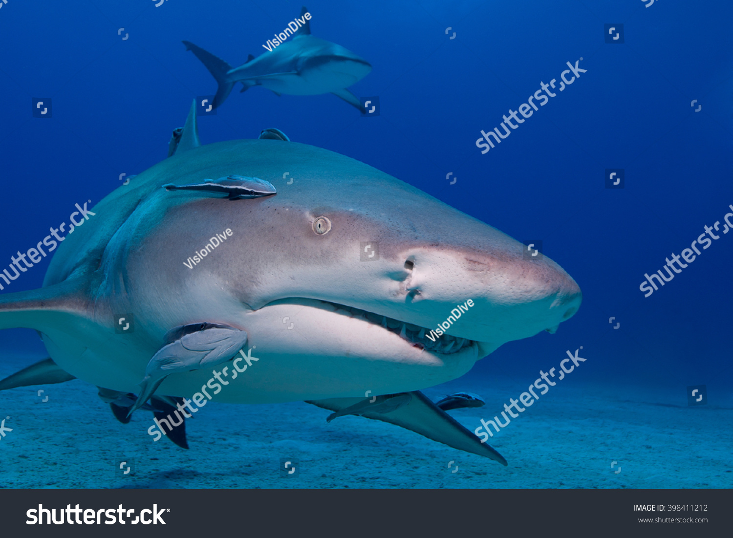 Lemon Shark Showing Sharp Rows Teeth Stock Photo 398411212 | Shutterstock