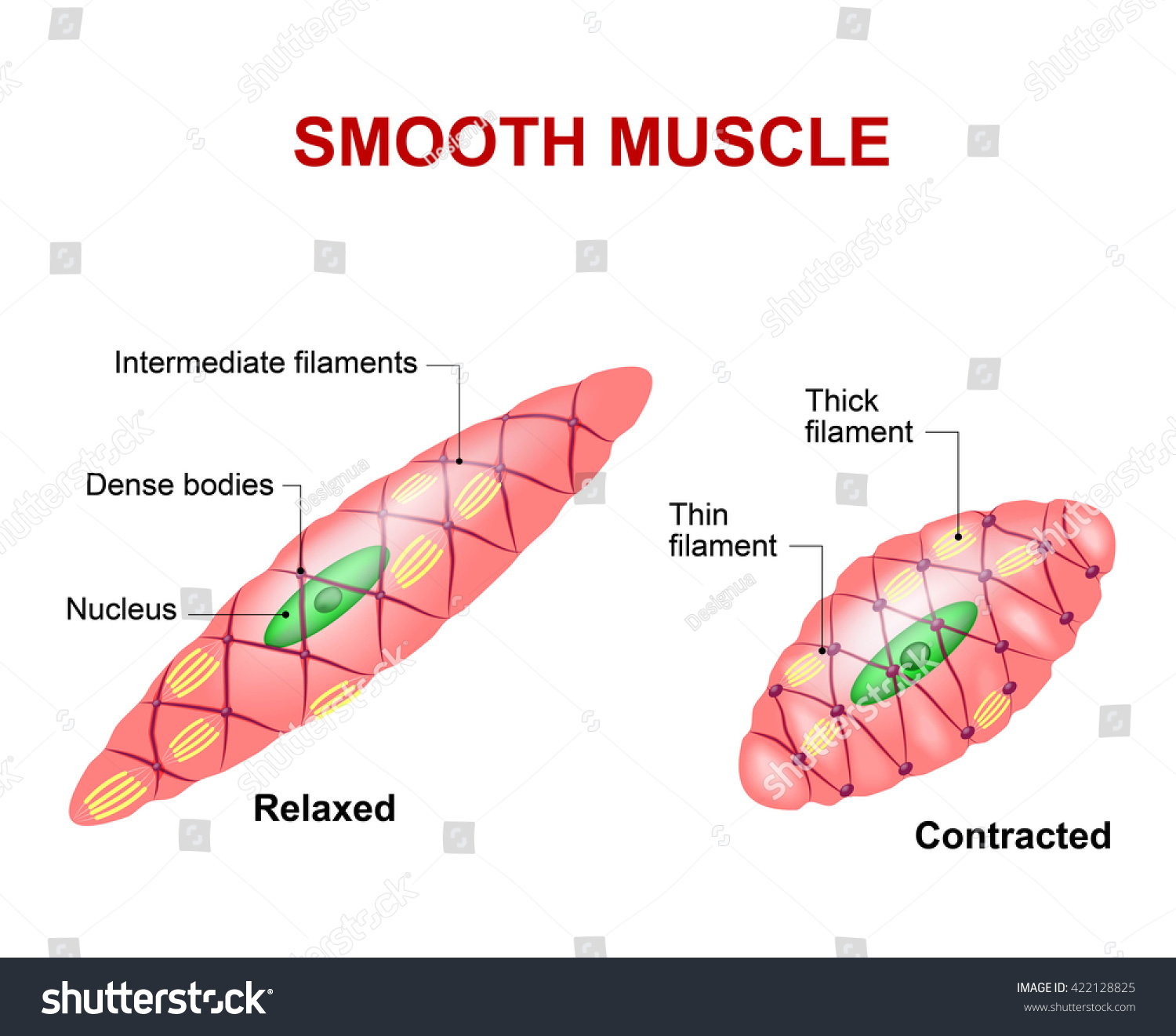 10055 Smooth Muscles Images Stock Photos And Vectors Shutterstock