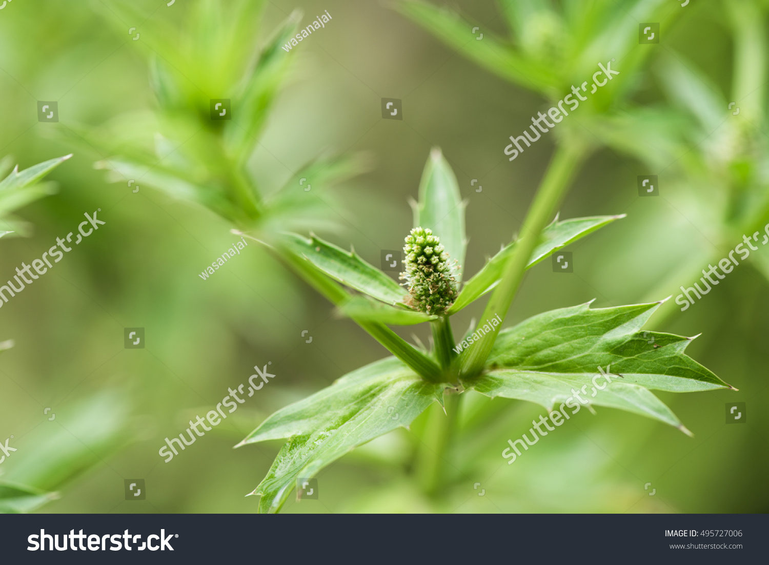 Cilantro Long Coriander Sawtooth Coriander Herb Stock Photo 495727006