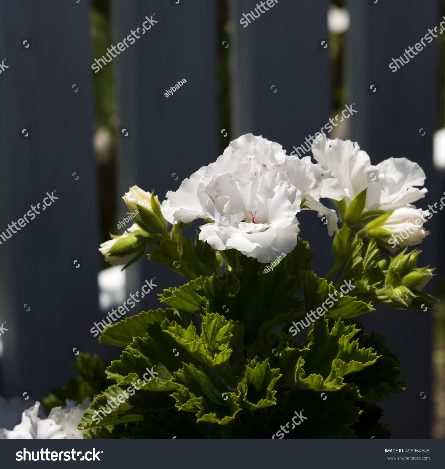 Pure White Double Flowers Decorative Pelargonium Stock Photo 498964645 ...