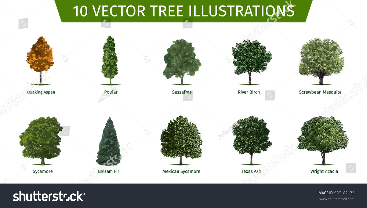 Дерево на английском языке. Trees in english. Деревья по названиям. Types of trees in english. Tree names.