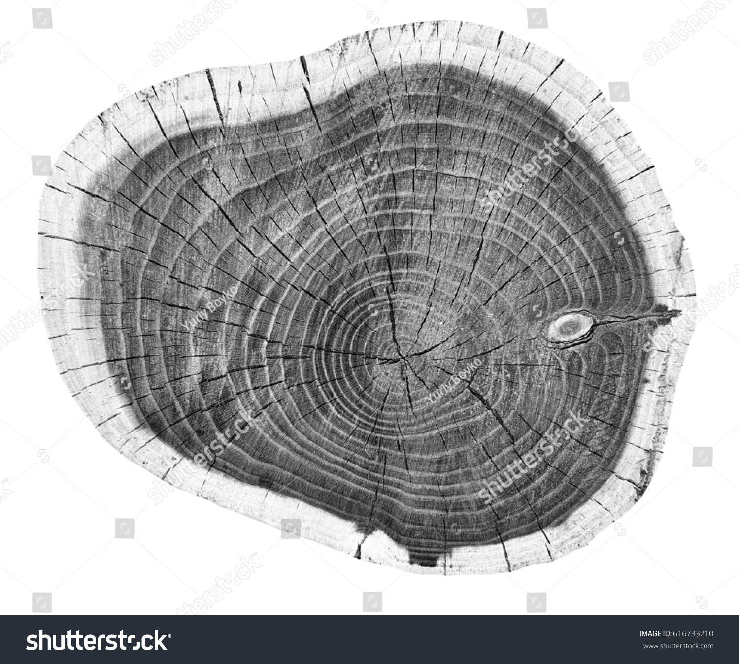 16,400 Black And White Tree Ring Images, Stock Photos & Vectors