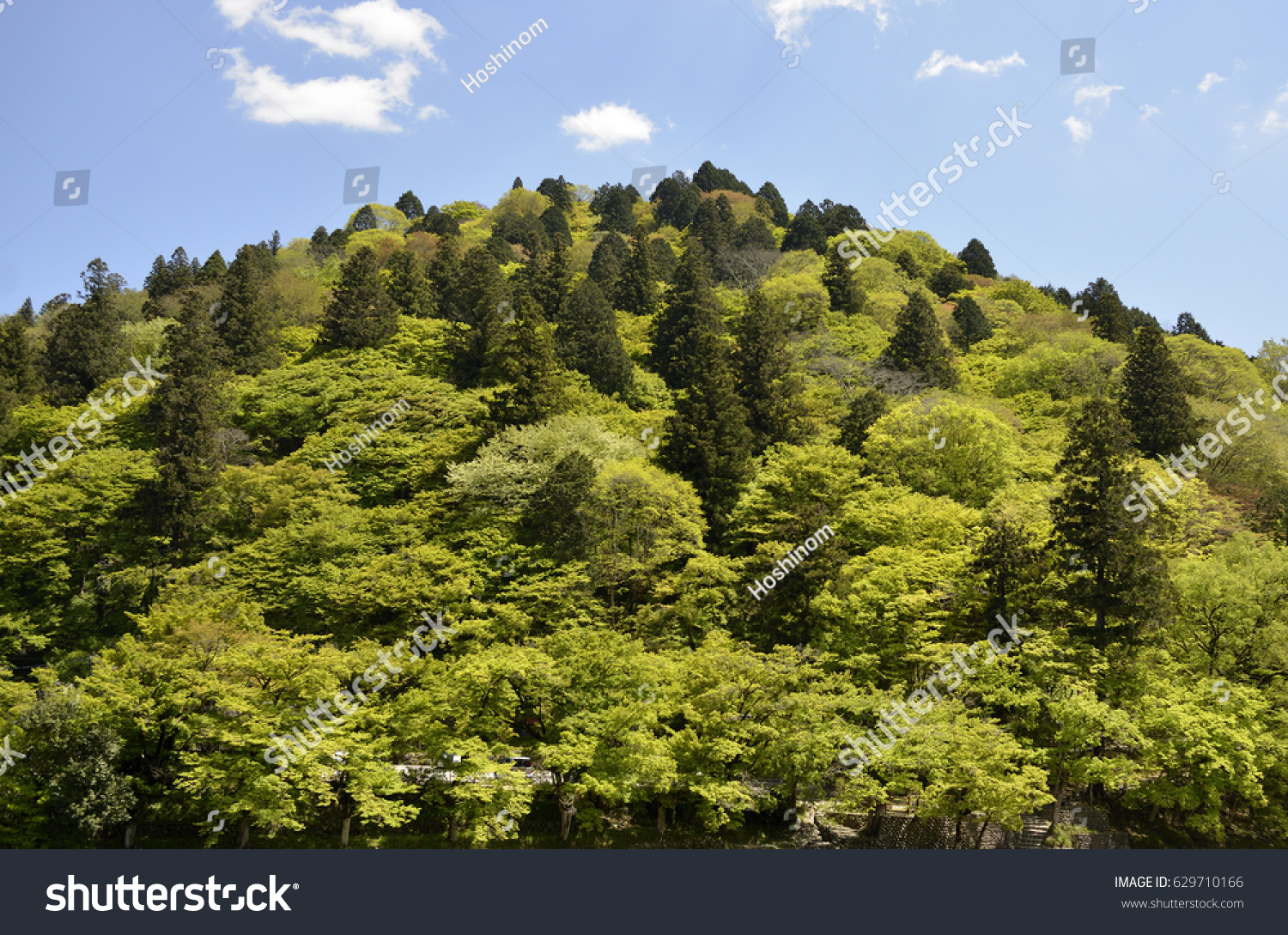 Mixed Forest Conifers Broad-leaved Trees Central Stock Photo