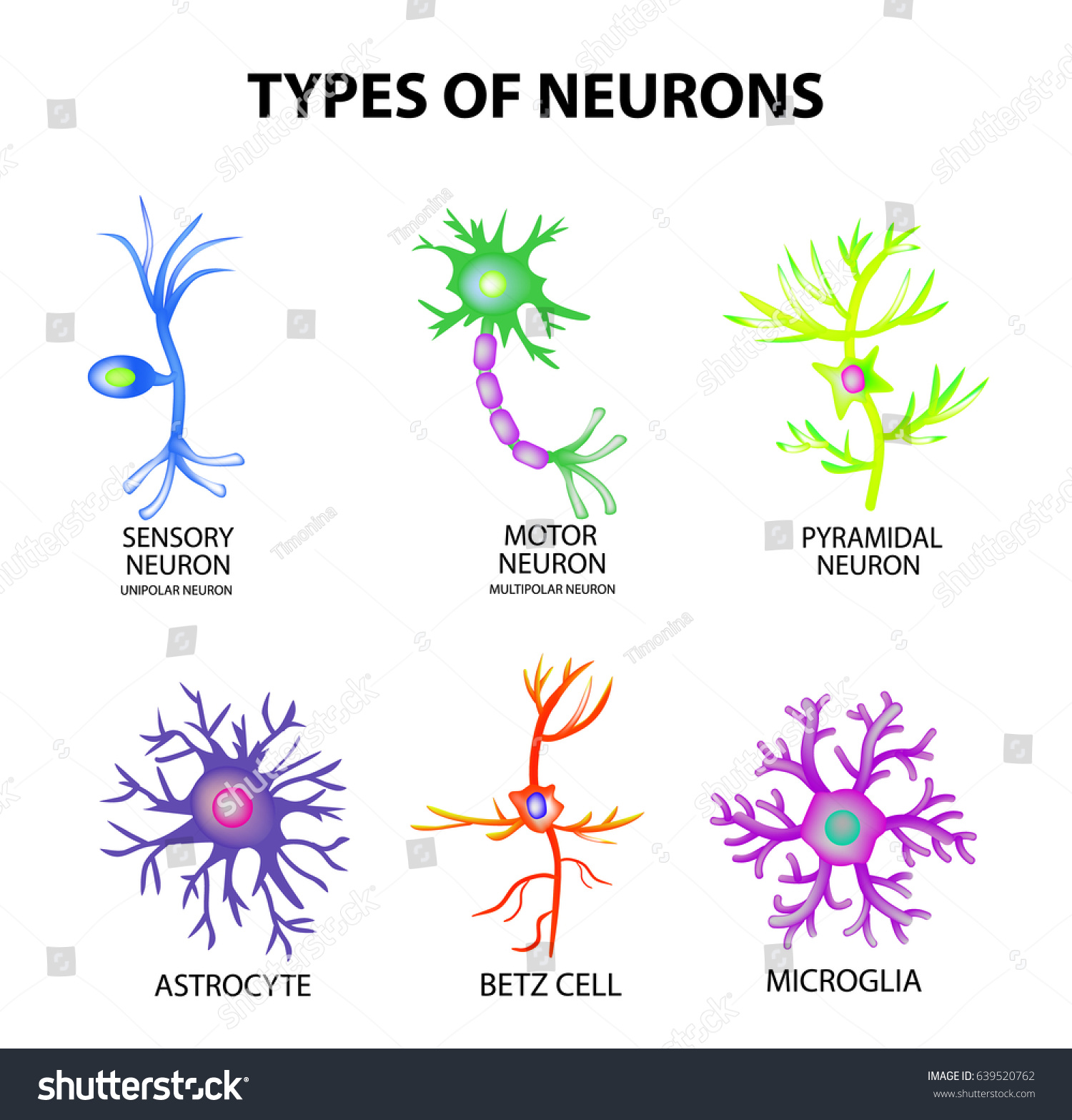 11,357 Pyramidal Cell Images, Stock Photos & Vectors Shutterstock