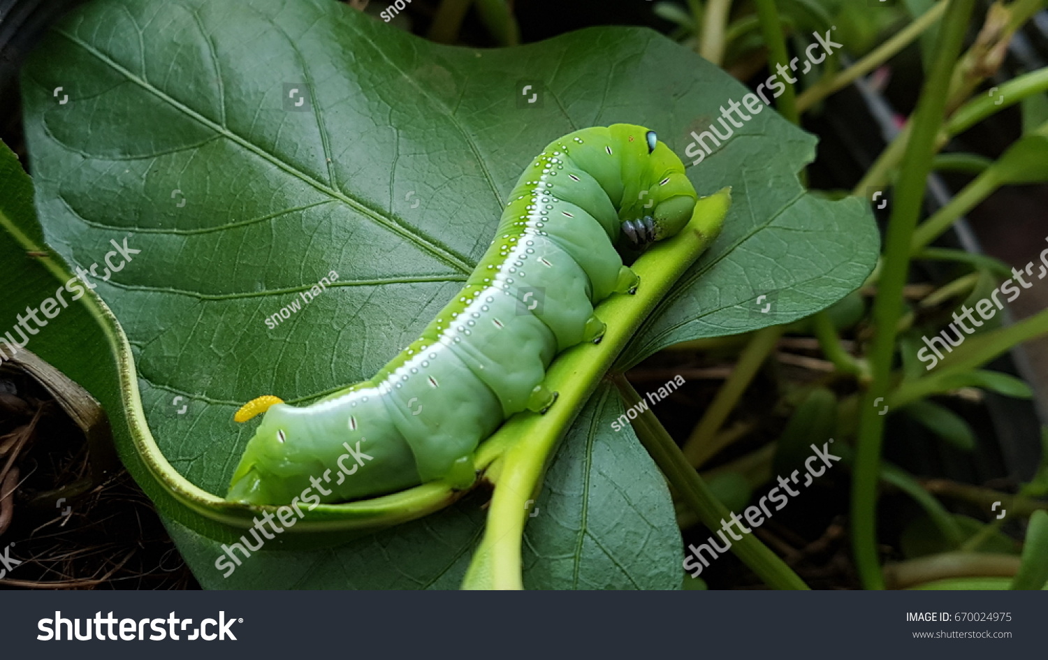 730 Big Fat Worm Images, Stock Photos & Vectors Shutterstock