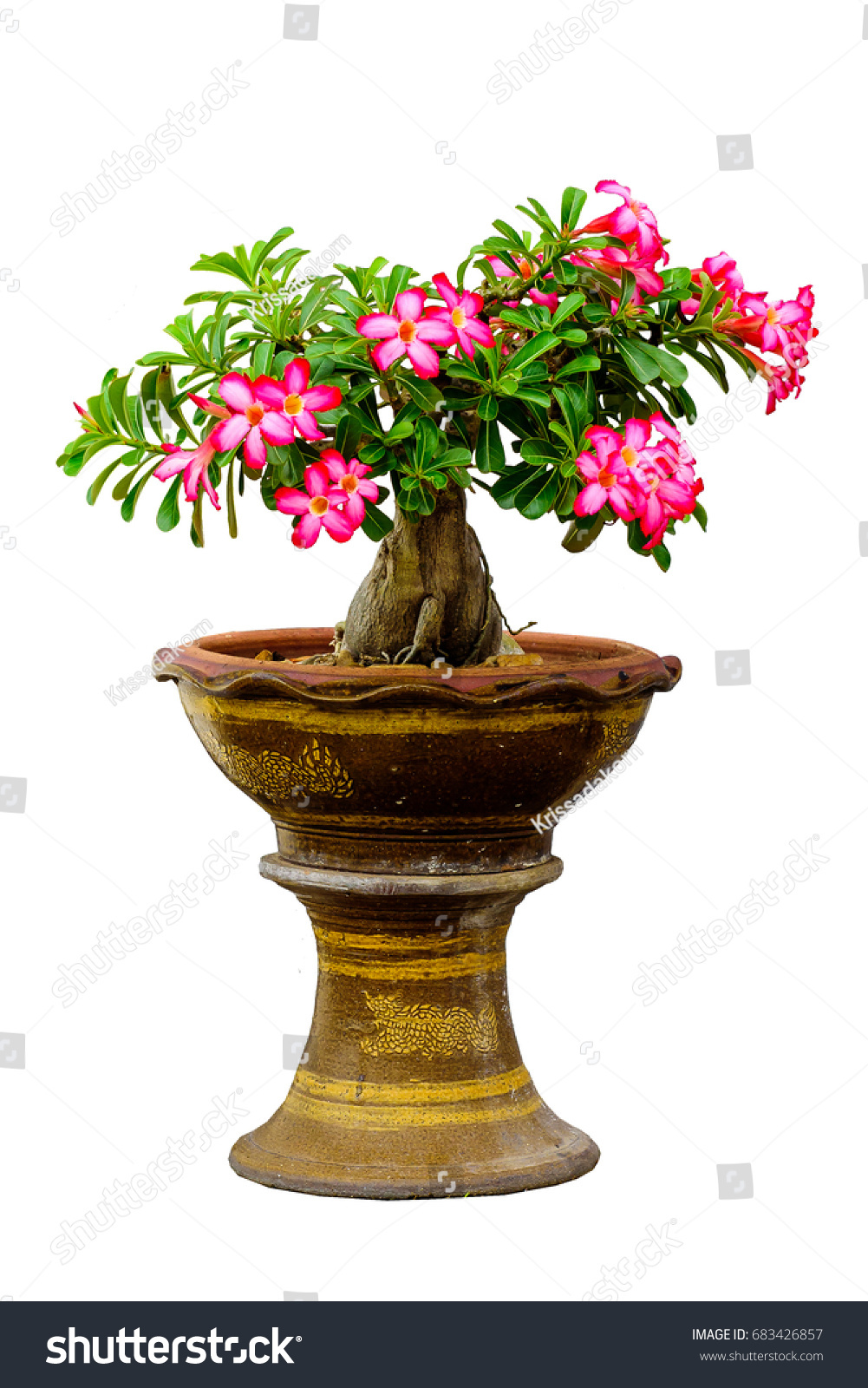 Creative Layout Made Desert Rose Pots Stock Photo 683426857 Shutterstock