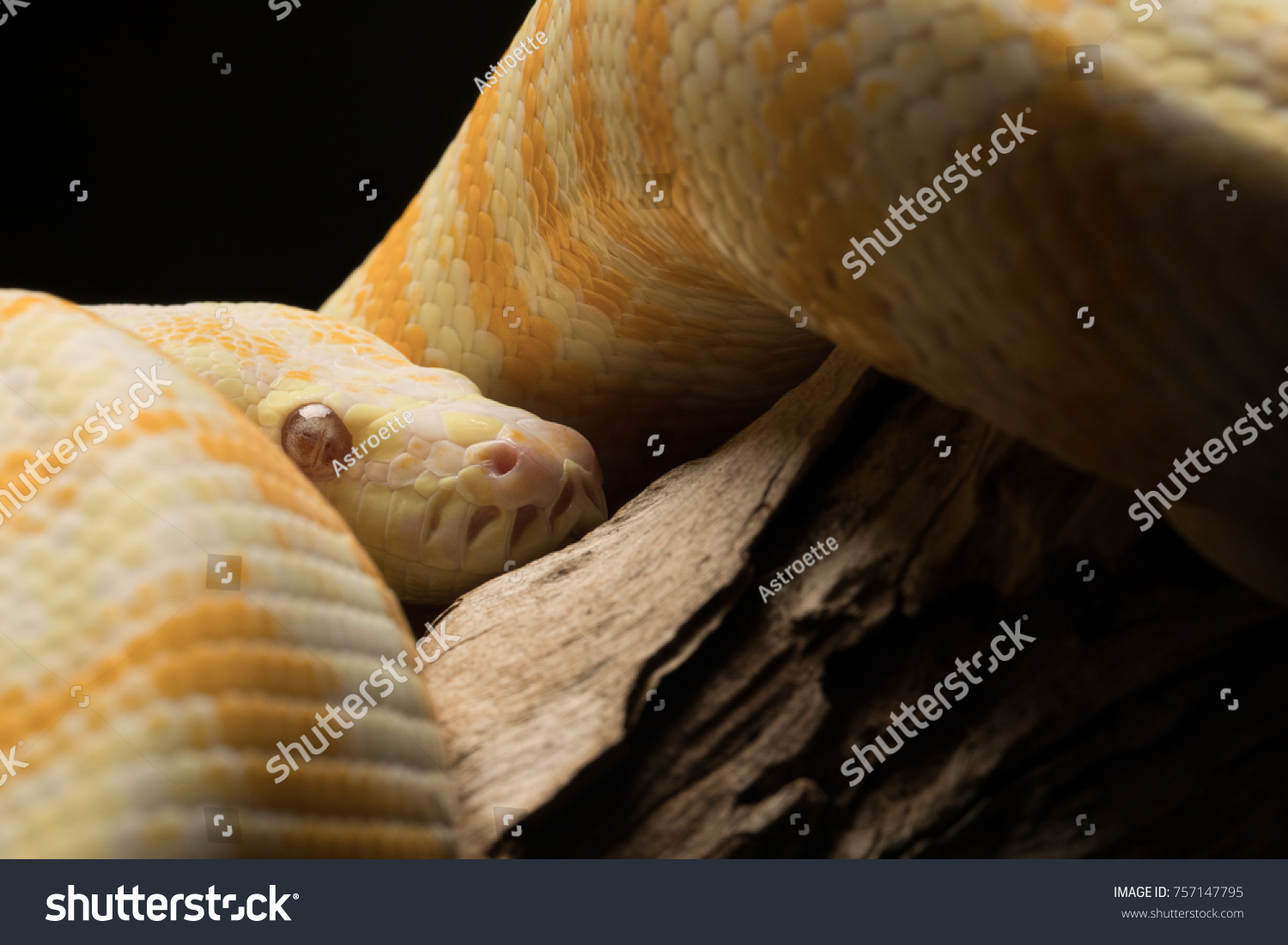 Albino Darwin Carpet Python Yellow White Stock Photo 757147795 ...