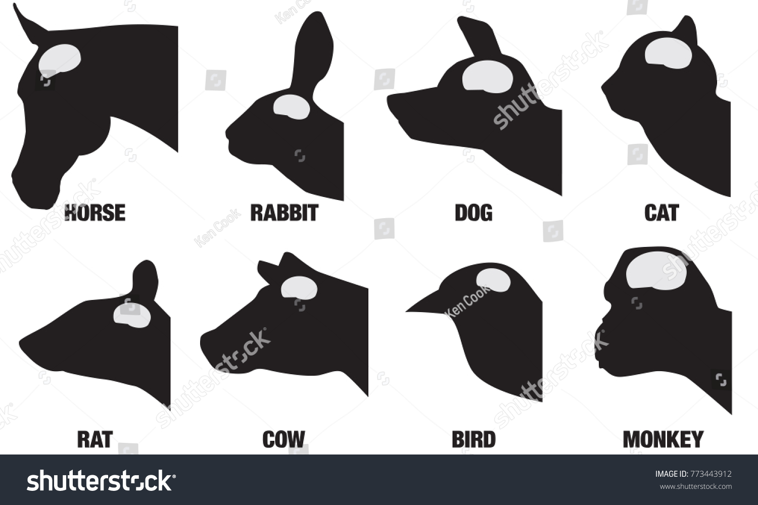 1+ Thousand Cow Brain RoyaltyFree Images, Stock Photos & Pictures