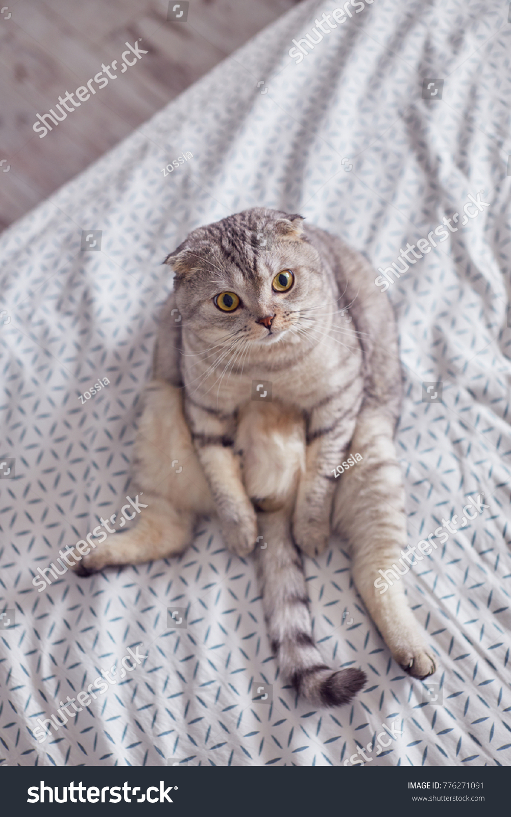 Scottish Fold Cat Sitting Like Man Stock Photo 776271091 | Shutterstock