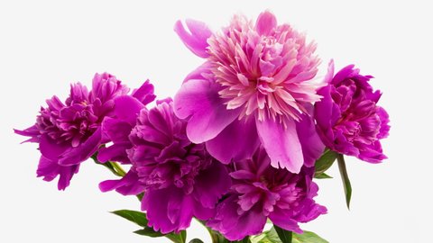 Chrysanthemum Daisy Stock Photo 111768899 | Shutterstock